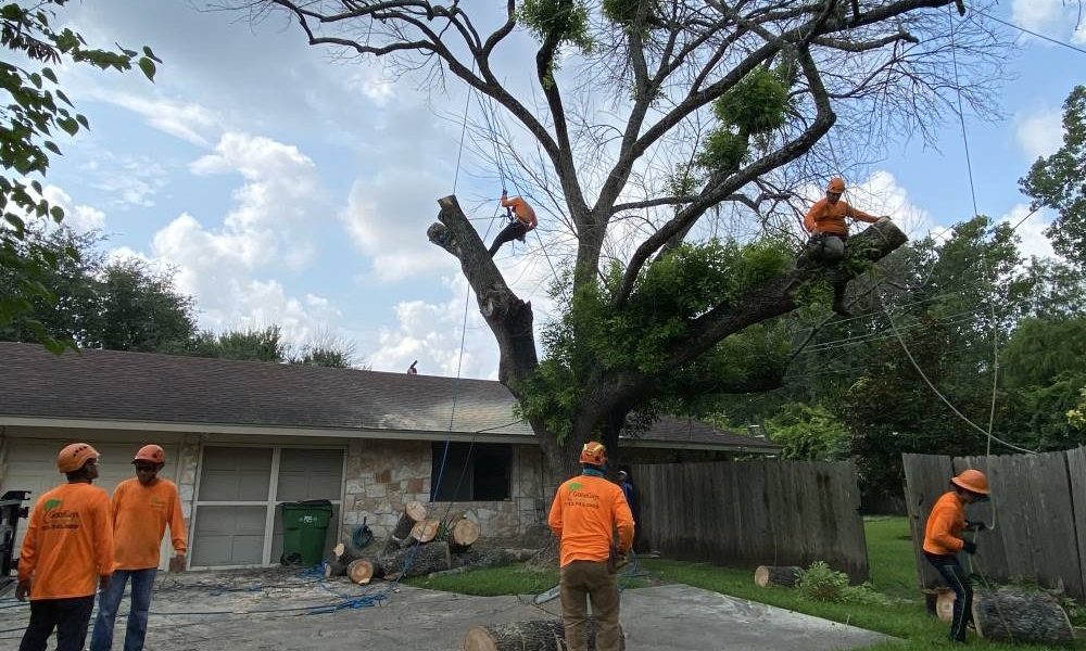 Do You Really Need an ISA-Certified Arborist in Brandon, FL? Here’s the Truth