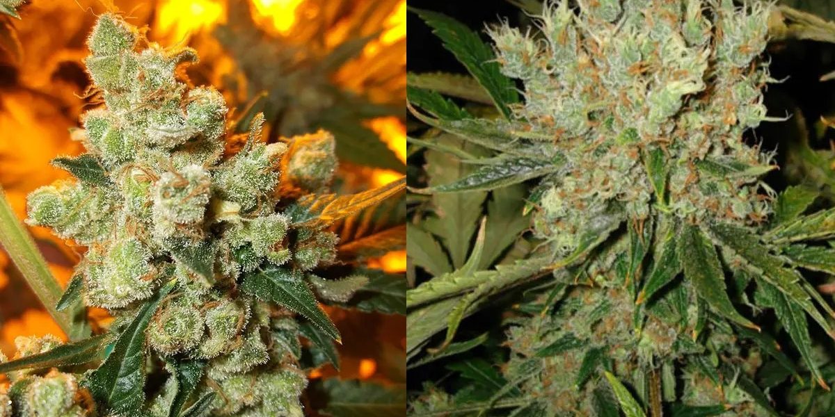 Updated Rankings of best delta 8 flower 2026 You Can Trust