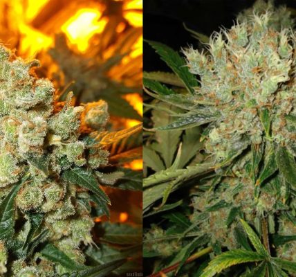 Updated Rankings of best delta 8 flower 2026 You Can Trust