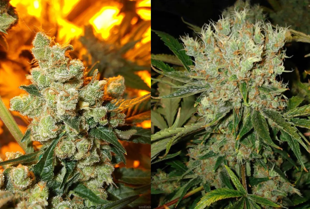 Updated Rankings of best delta 8 flower 2026 You Can Trust